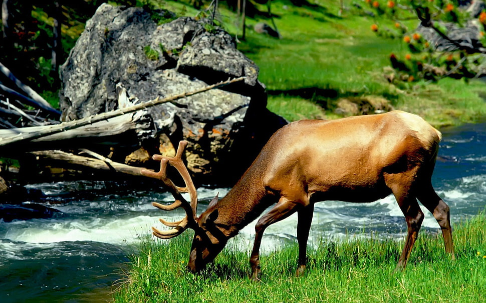 deer eating grass near river HD wallpaper